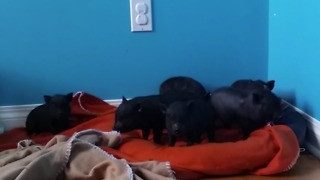 Adorable Baby Pigs Running Through The House!