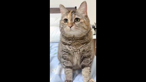 Cat Videos | Pet Videos | Funny Cat Videos | Animal videos