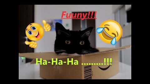 🤪Funny Animals Video - Best Cats😹 and Dogs🐶 Videos of the Week 2022!