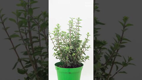 How to plant Marua Plant in pot | मरुआ के पौधे को गमले में कैसे लगाएं | Kheti Power