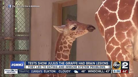 Tests show Julius the giraffe died from lesions on brain