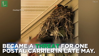 Family Baffled When Mailbox Empty For Days, USPS Why Reason Mailman Refuses To Set Foot In Yard