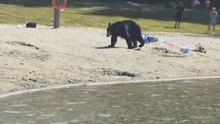 Orso spaventa i bagnanti in Canada