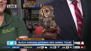 Busch Gardens adding new animal tours