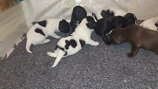 Puppies Enjoying More Room