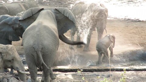 Elephant uses his trunk as a hose to chase baby elephant away from watering hole