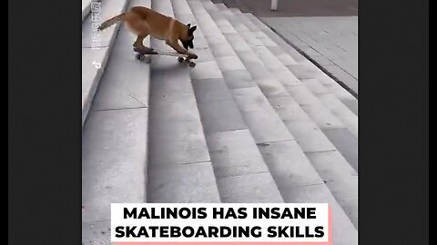 Malinois Has Insane Skateboarding Skills - HaloRock