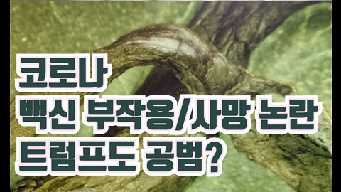 코로나 백신 부작용/사망, 트럼프도 공범? #코로나 #백신 #트럼프