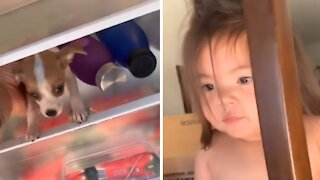 Toddler Puts Puppy In The Fridge To Chill Out