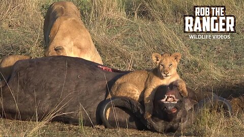 Lions Cubs Play On A Buffalo | Maasai Mara Safari | Zebra Plains