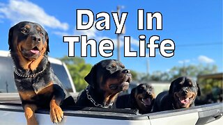 How Do I Afford Four Rottweilers, A Ranch, and Support a Family?