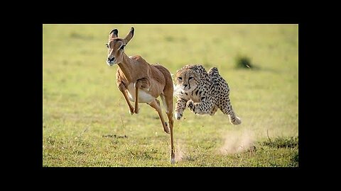 #CATCHING | PREY പുലി മാനിനെ ഇര പിടിക്കുന്നത് കണ്ടിട്ടുണ്ടോ...