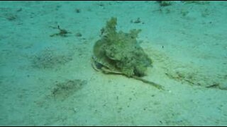 Un crabe se promène avec une méduse sur le dos