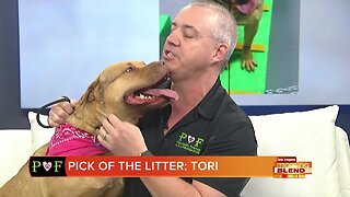 PICK OF THE LITTER: TORI