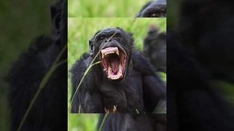 The most brutal animal on the planet #longervideos #facts #interestingfacts #animals #chimpanzee