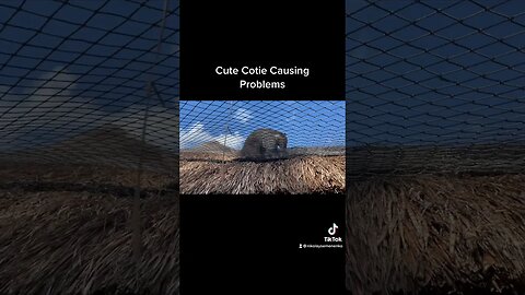 Cute Coati Causing Problems