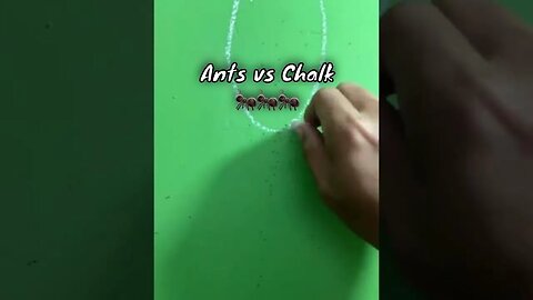 Easy way to get rid of ants fast and cheap - Why ants cannot crossing chalk line? #shorts #ants