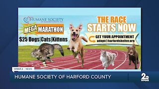 Adoption fees at $25 at the Humane Society of Harford County