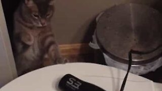 Cat versus hair dryer