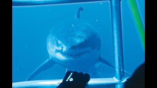 Great White Sharks come in close to inspect divers