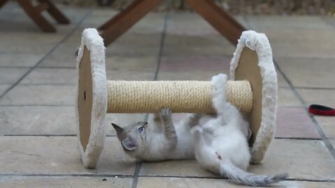 Ragdoll Kittens Learning to Balance 🐈