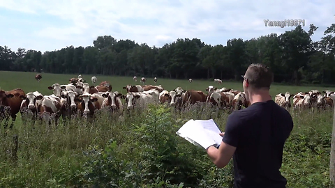 One-Man 'Burping Concert' Attracts Large Gathering Of Cattle