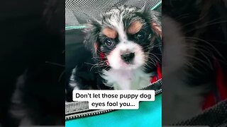 Little Girl Goes on her First Airplane Ride! #puppy #cavalier #puppyeyes #puppylove #alaskaair