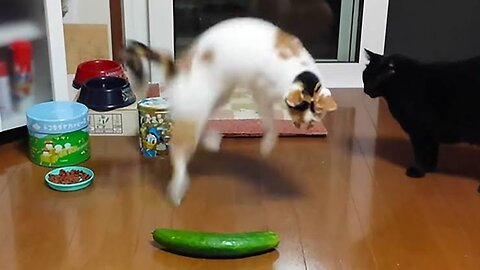 The Funniest Videos of Cats vs Cucumbers That Will Leave You in Stitches