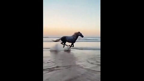 Horse running beach Sia Invincible