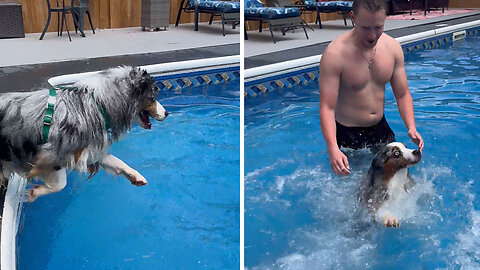 Daring dog immediately regrets jumping into the water