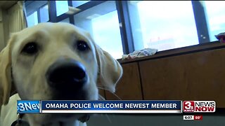 Omaha Police Welcome Newest Member to the Team