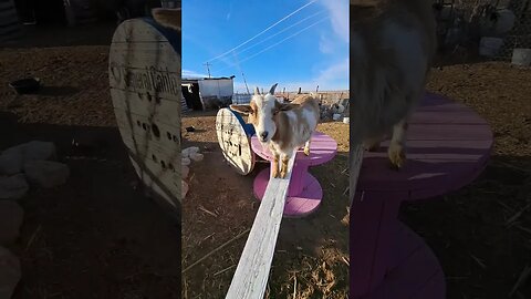 sapphire wants more cookies #shorts #goats #cookies #farmlife #homestead