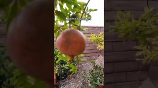 Harvesting Pomegranates GreenMangoes #viral #viralshorts #shorts #gardening #fruits #grow