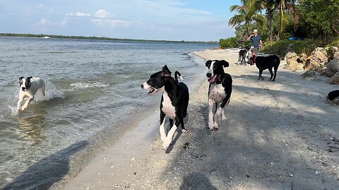 Release the Hounds - Seven Great Danes Race To Play At The Beach