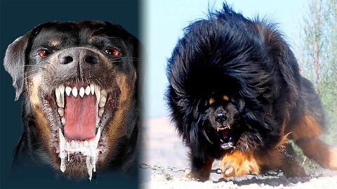 THE Most DANGEROUS DOGS In The World