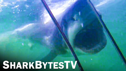 Submarine Sharks Caught on Camera, Shark Bytes TV Ep 36, Massive Jaws Full of Teeth