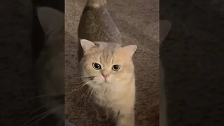 CAT VIDEO