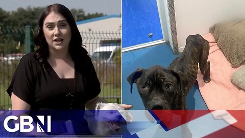 One dog is abused every single hour in the UK the RSPCA reveals
