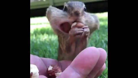 Mouse is filling his mouth with peanut