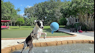 Funny Great Dane Plays Catch And Mom Go Fetch In The Pool
