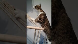 Adorable Little Cat Tries to Climb on a Chair #shorts