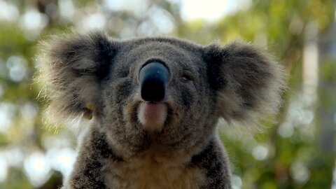 Australian Hospital Rescuing Koalas From Historic Bush Fires