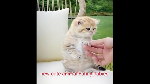 New Cute and funny animals