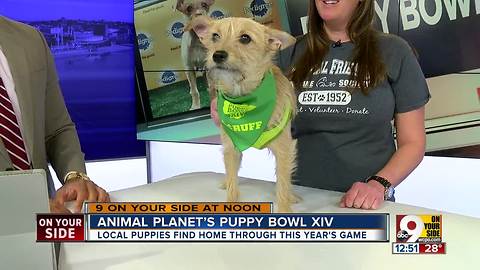 Animal Planet's Puppy Bowl XIV To Raise Awareness About Pet Adoption