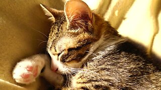 Little Cat Sleeps on His Paw