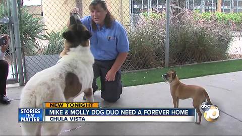 Mike and Molly dog duo looking for forever home