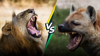 Lions vs Hyenas: The Ultimate Showdown Unveiled!