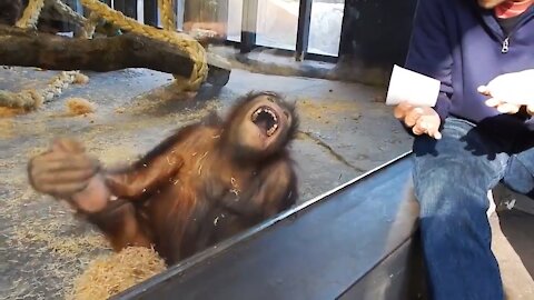 Magician has an orangutan splits into laughter. VERY FUNNY
