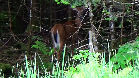 White-tailed deer