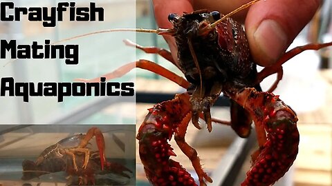 Crayfish mating - Crayfish for aquaponics part 2 - (hybrid aquaponic system)